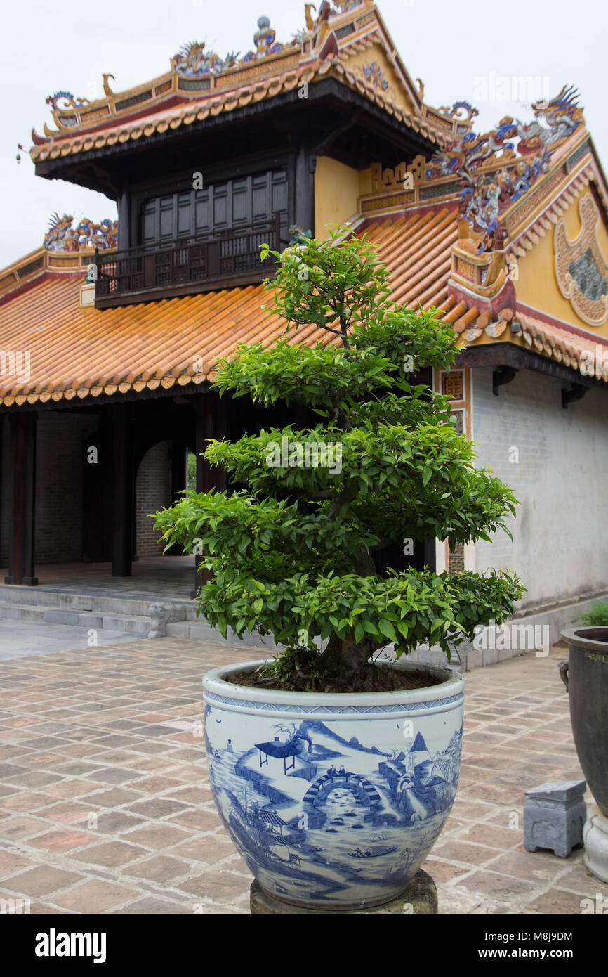 Bonsai en face de temple chinois Banque D'Images