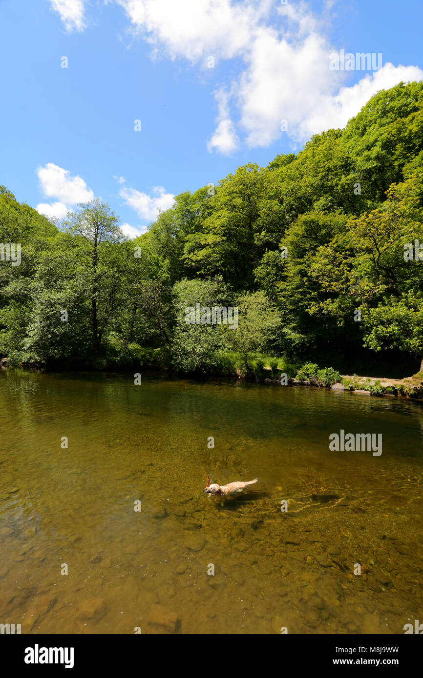 La rivière Barle au Parc National d'Exmoor, Somerset, avec un Golden Retriever dog baignade en rivière Banque D'Images