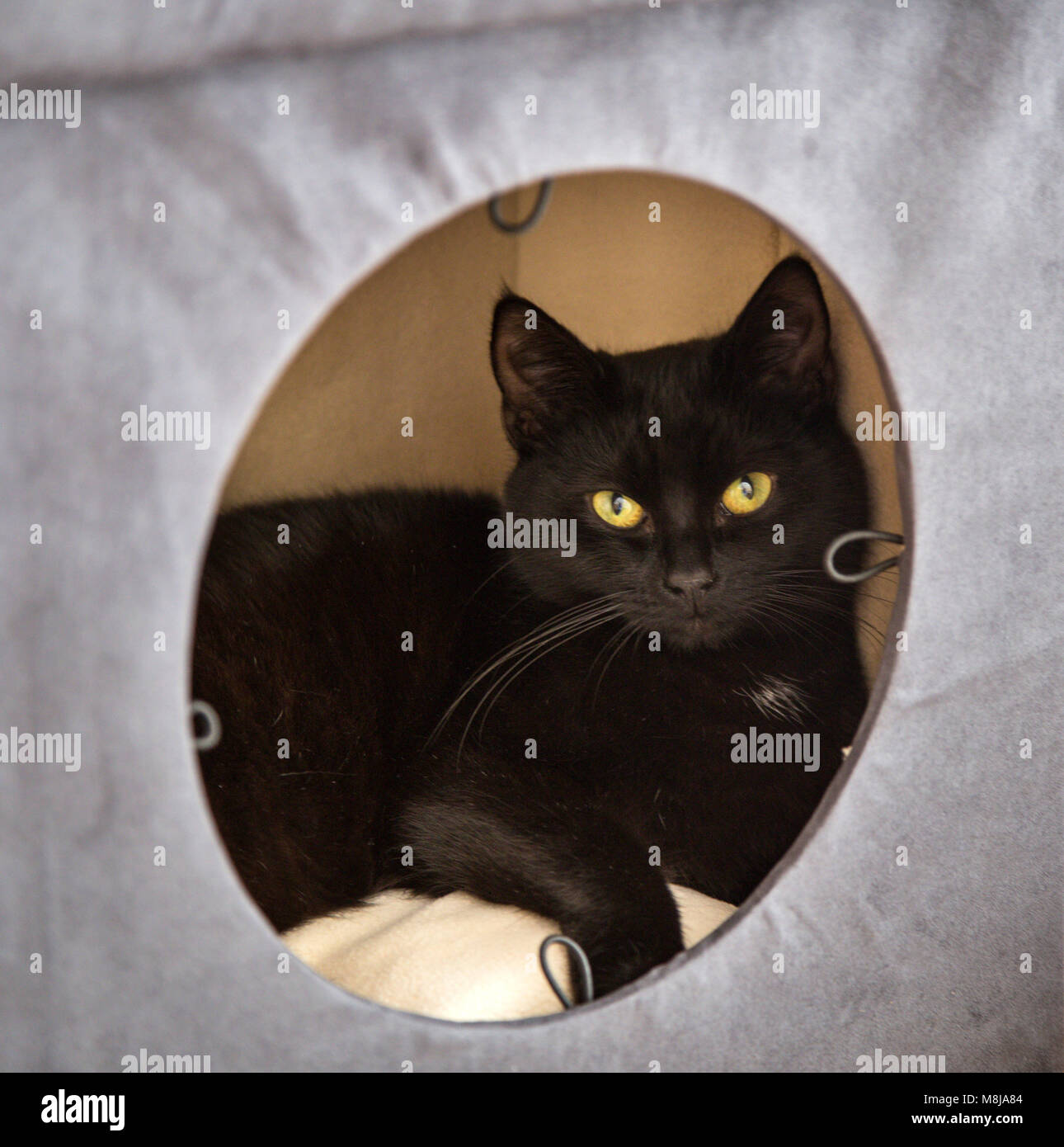 Un jeune chat noir aux cheveux courts dans une boîte de chat gris. Banque D'Images