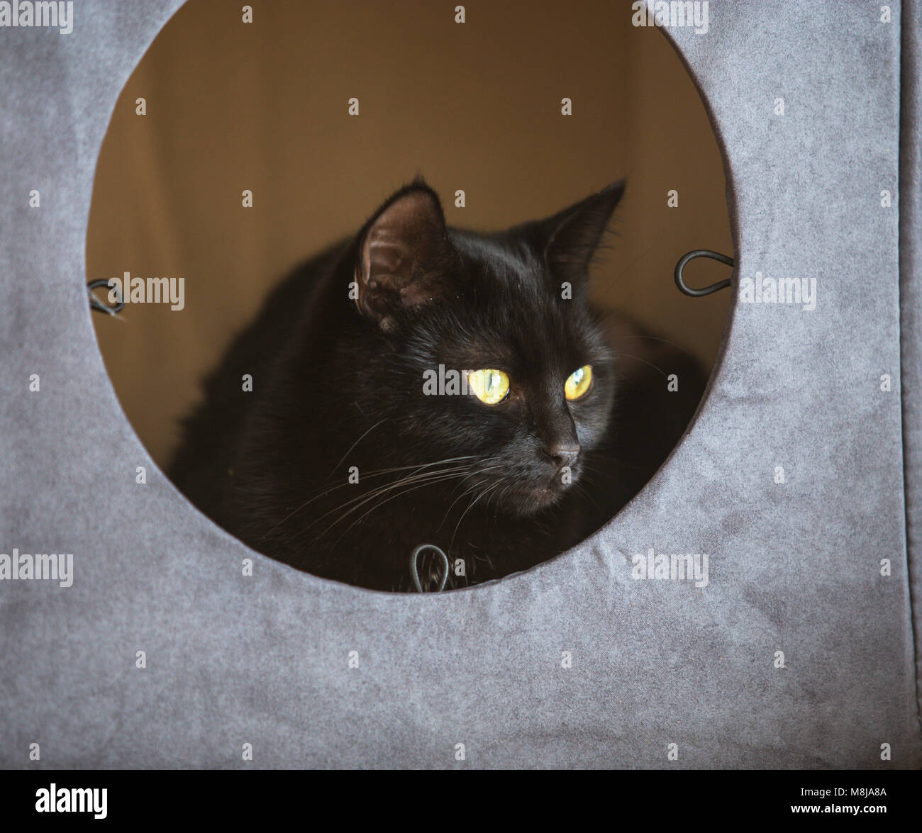 Un jeune chat noir aux cheveux courts dans une boîte de chat gris. Banque D'Images