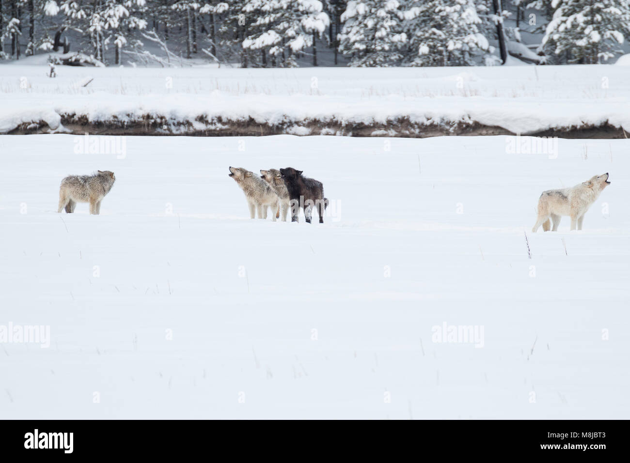 Lac Wapiti pack wolf howling in Yellowstone National Park Banque D'Images