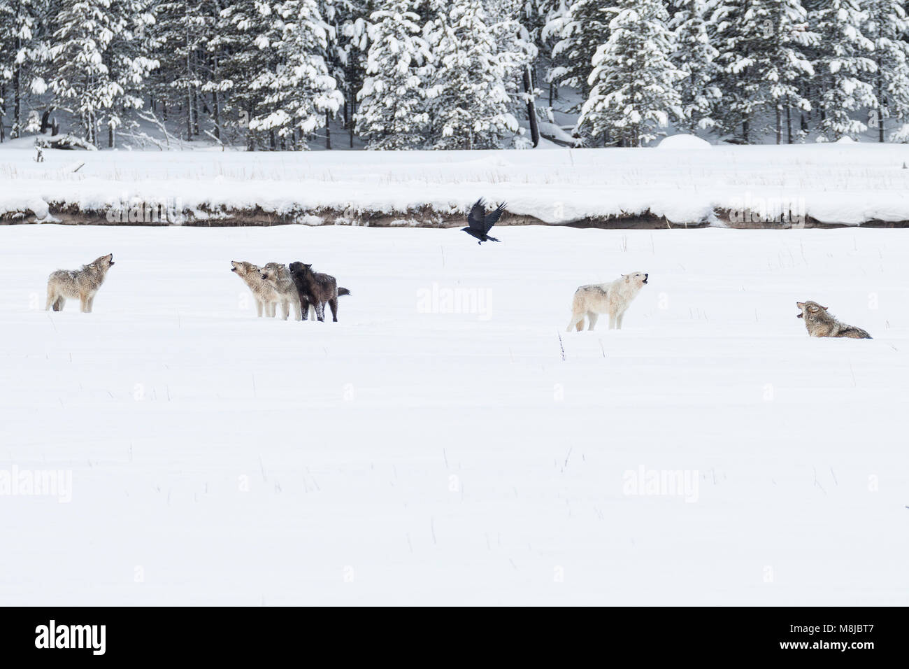 Lac Wapiti pack wolf howling in Yellowstone National Park Banque D'Images