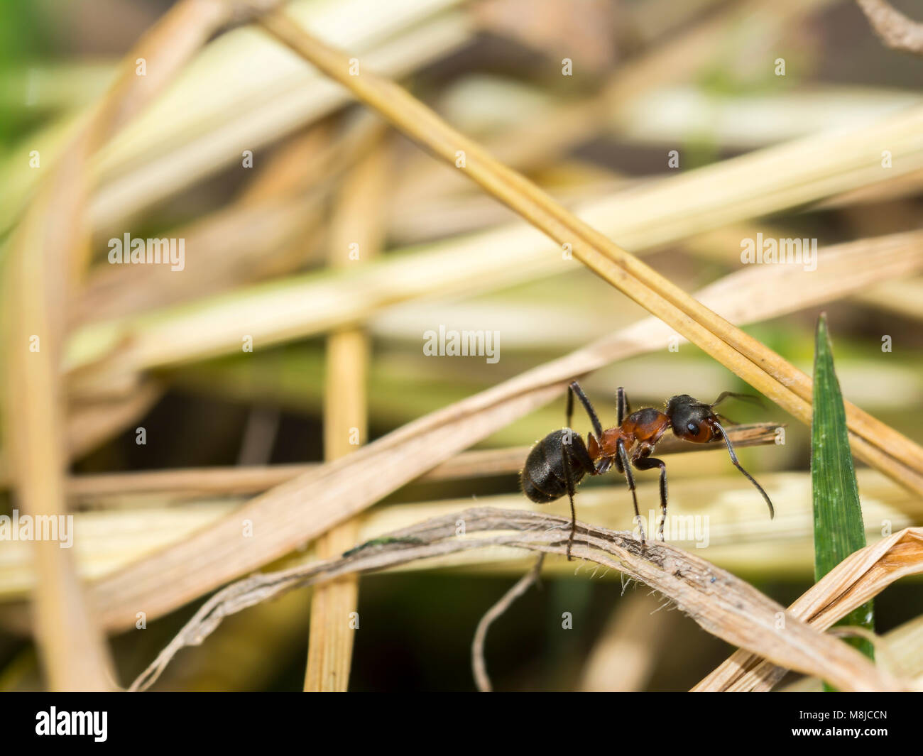 Le visage d'un nid de fourmis Banque de photographies et d'images ...