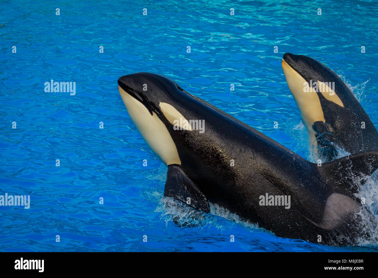 Deux épaulards (ORCA) nagent dans l'eau. Banque D'Images