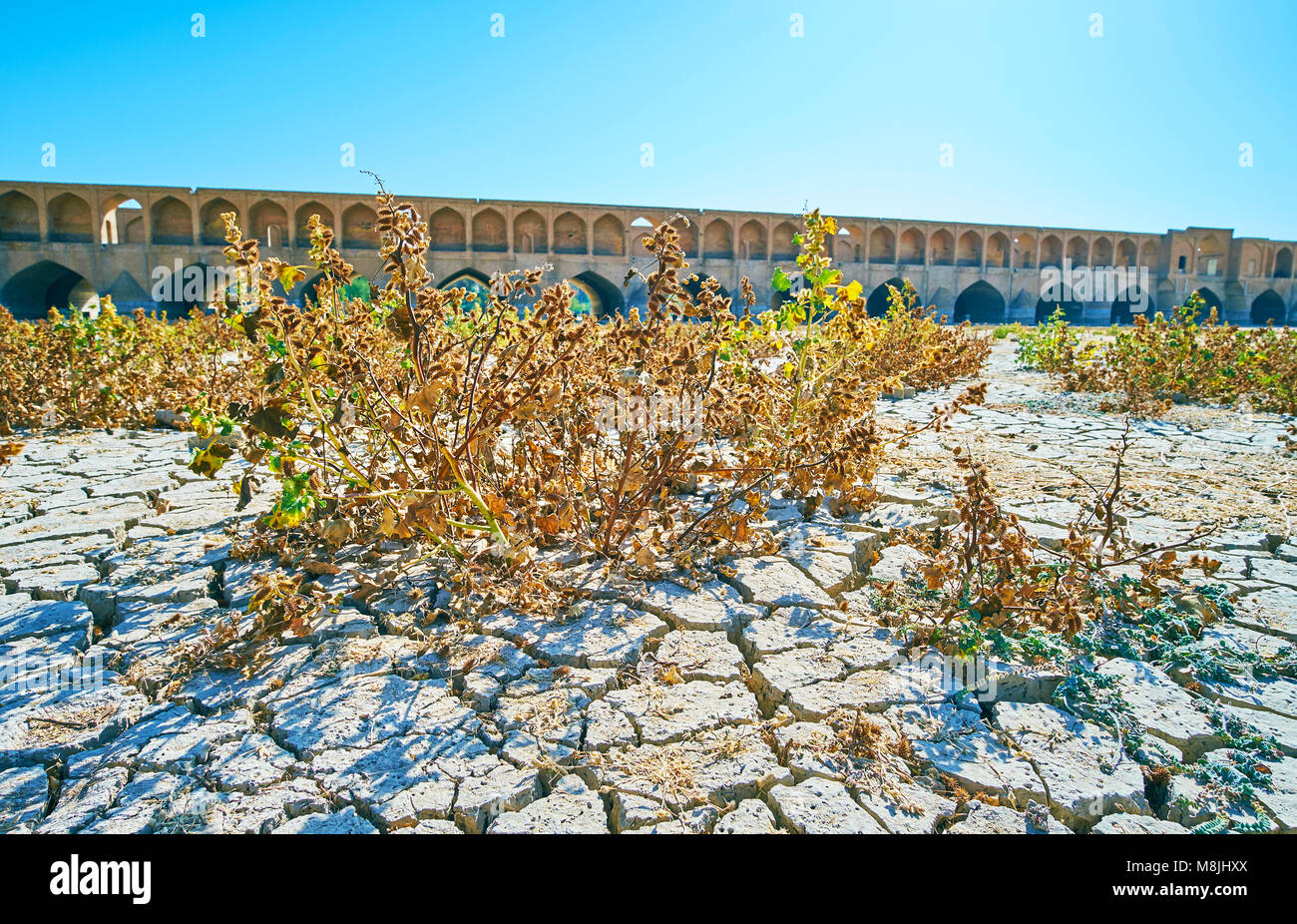 Les plantes épineuses grandit sur la boue craquelée du bas de la rivière asséchée Zayanderud, Isfahan, Iran. Banque D'Images