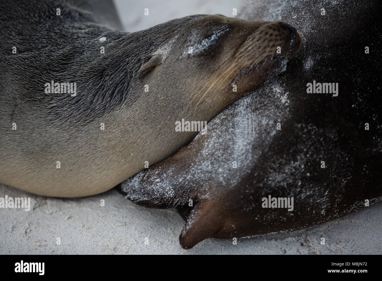 Otaries des Galapagos Banque D'Images