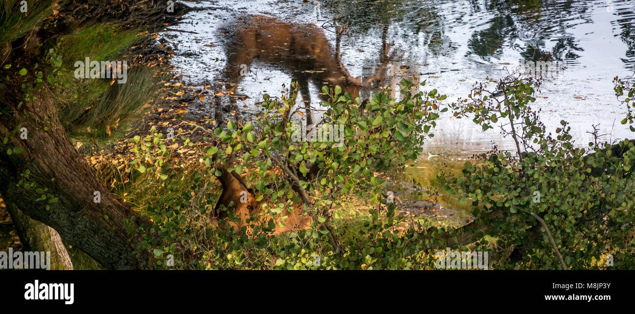 Caché par le feuillage un cerf de boissons lentement son reflet dans l'étang de la plume du Richmond Park Banque D'Images