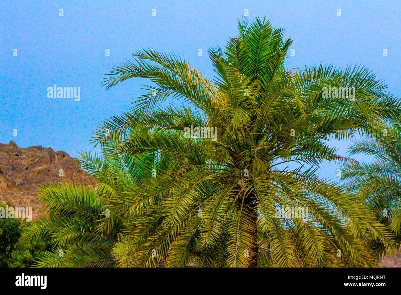 Palmier en face de montagne, Muscat Oman palmiers stylisés rétro de l'été sur la côte tropicale Foul Bay, Barbados, Caribbean Banque D'Images