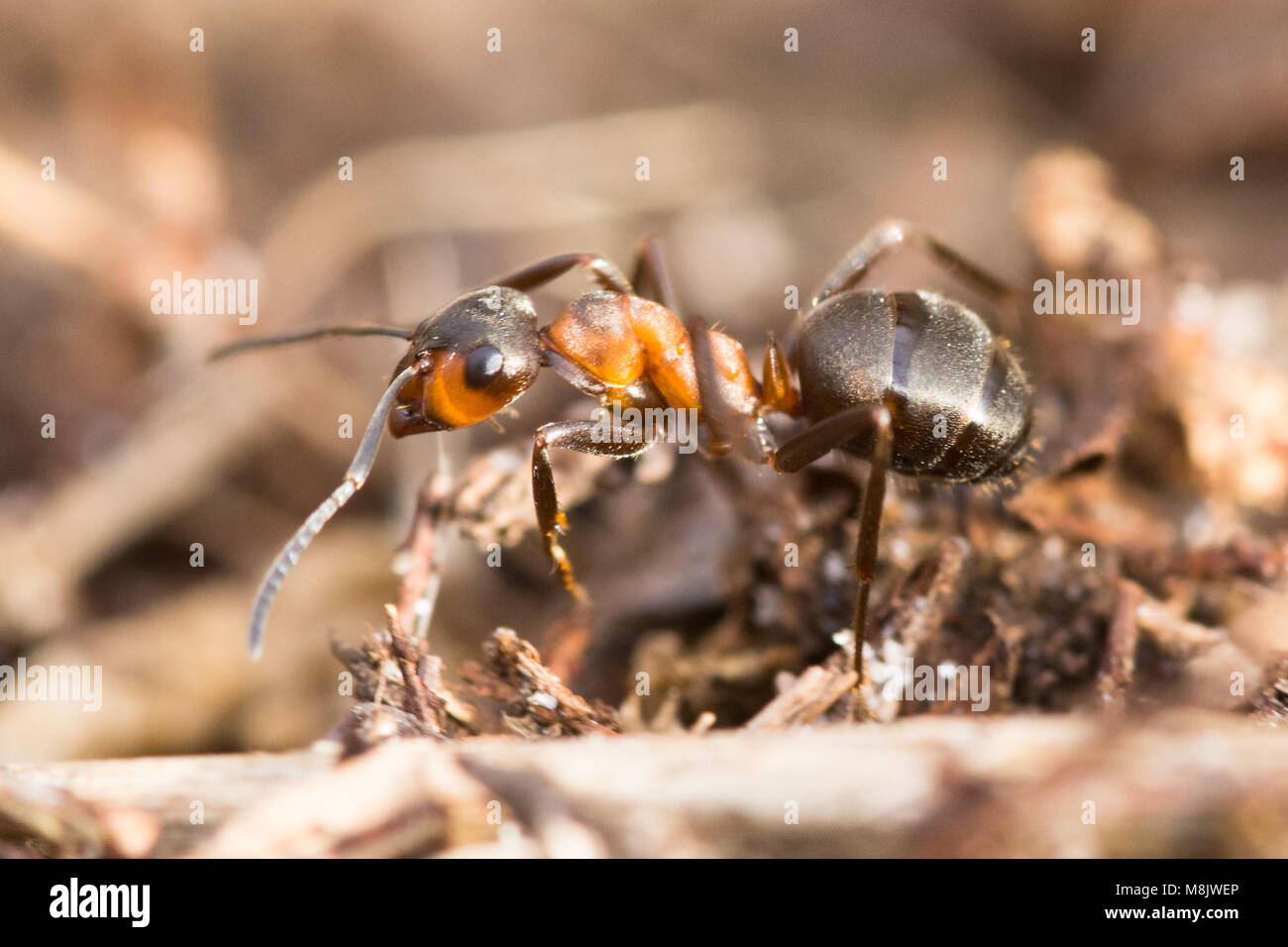 Close-up du sud de la fourmi (Formica rufa) Banque D'Images