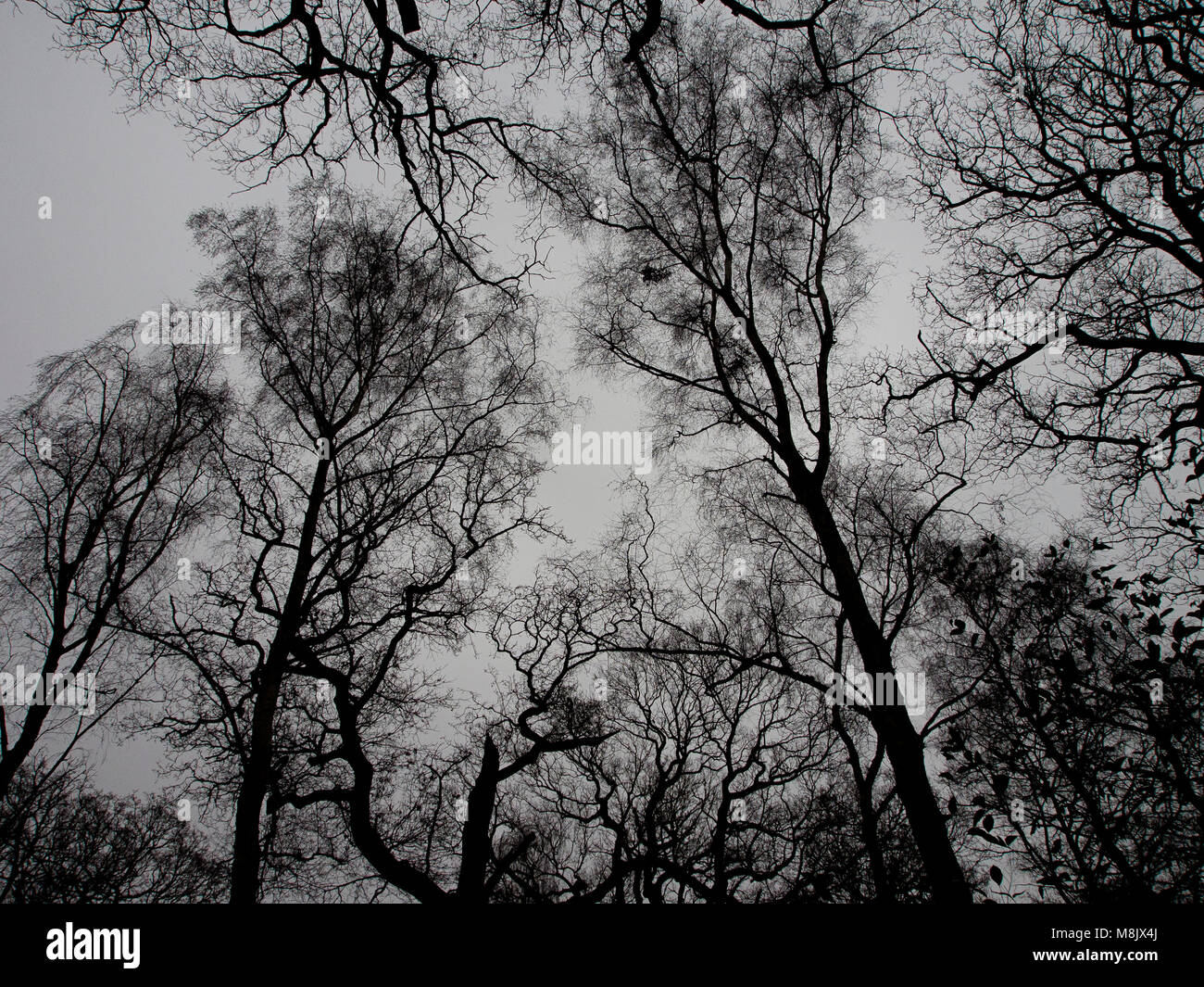 Spooky arbres dans Richmond Park, Angleterre Banque D'Images
