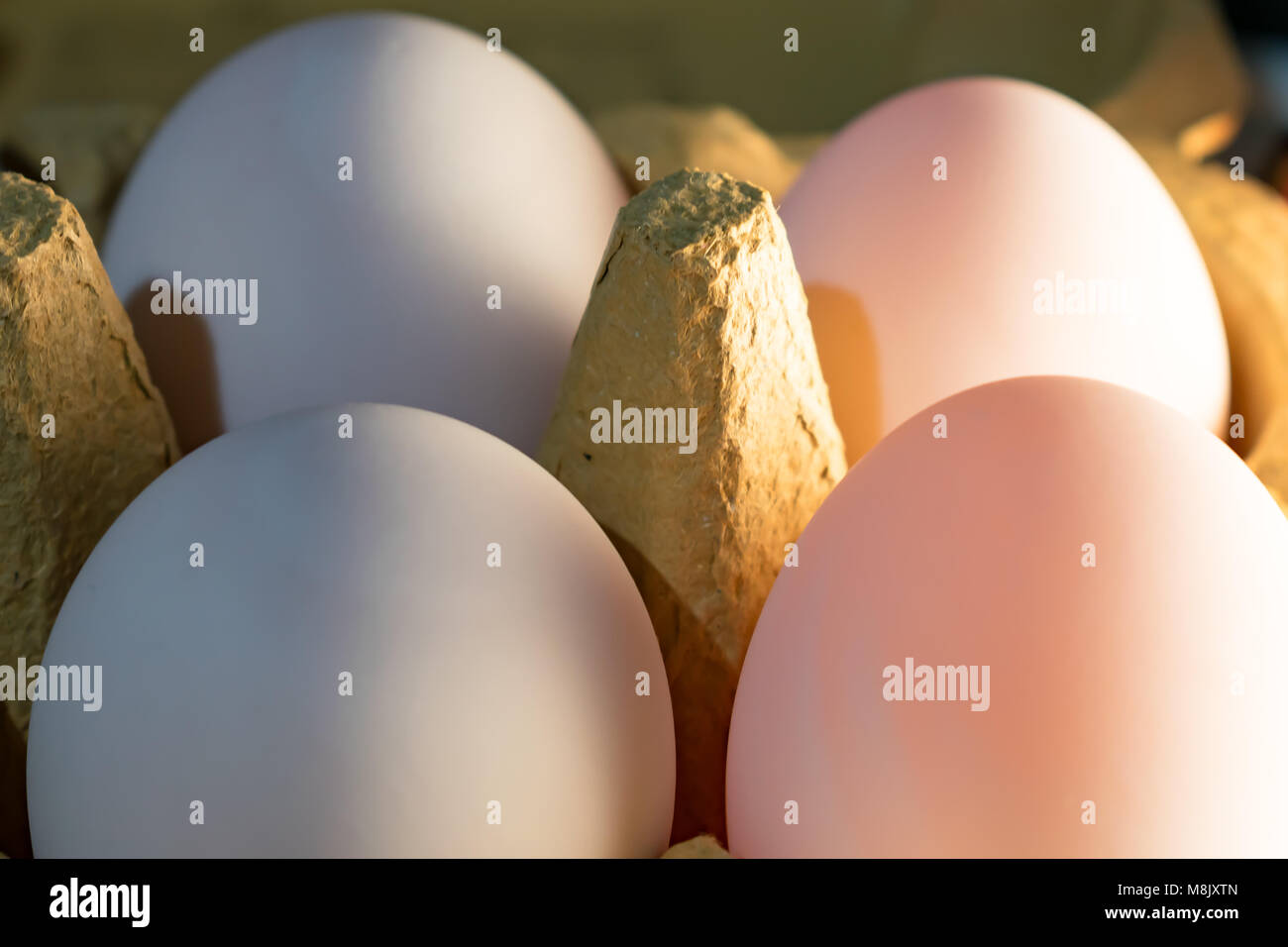 6 oeufs de canard Banque D'Images