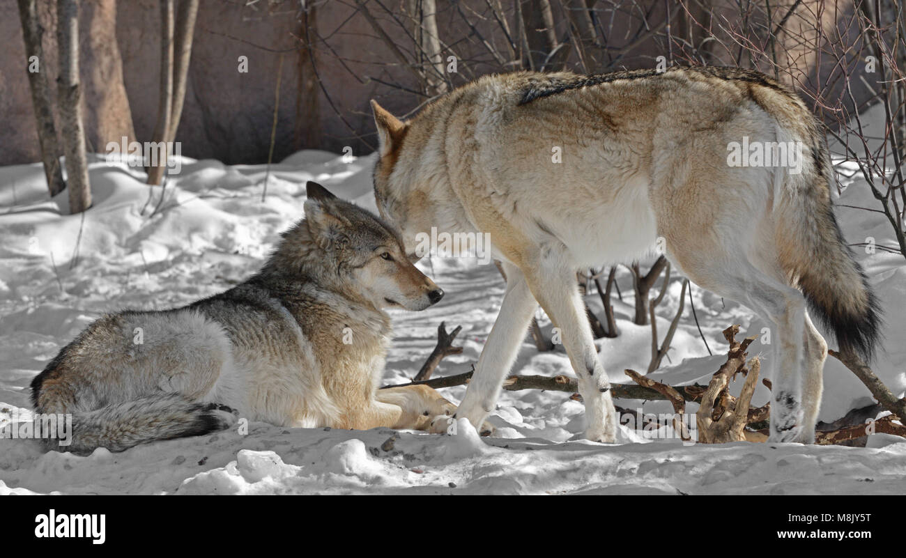 Deux loups en hiver. Loup eurasien (Canis lupus lupus) Banque D'Images