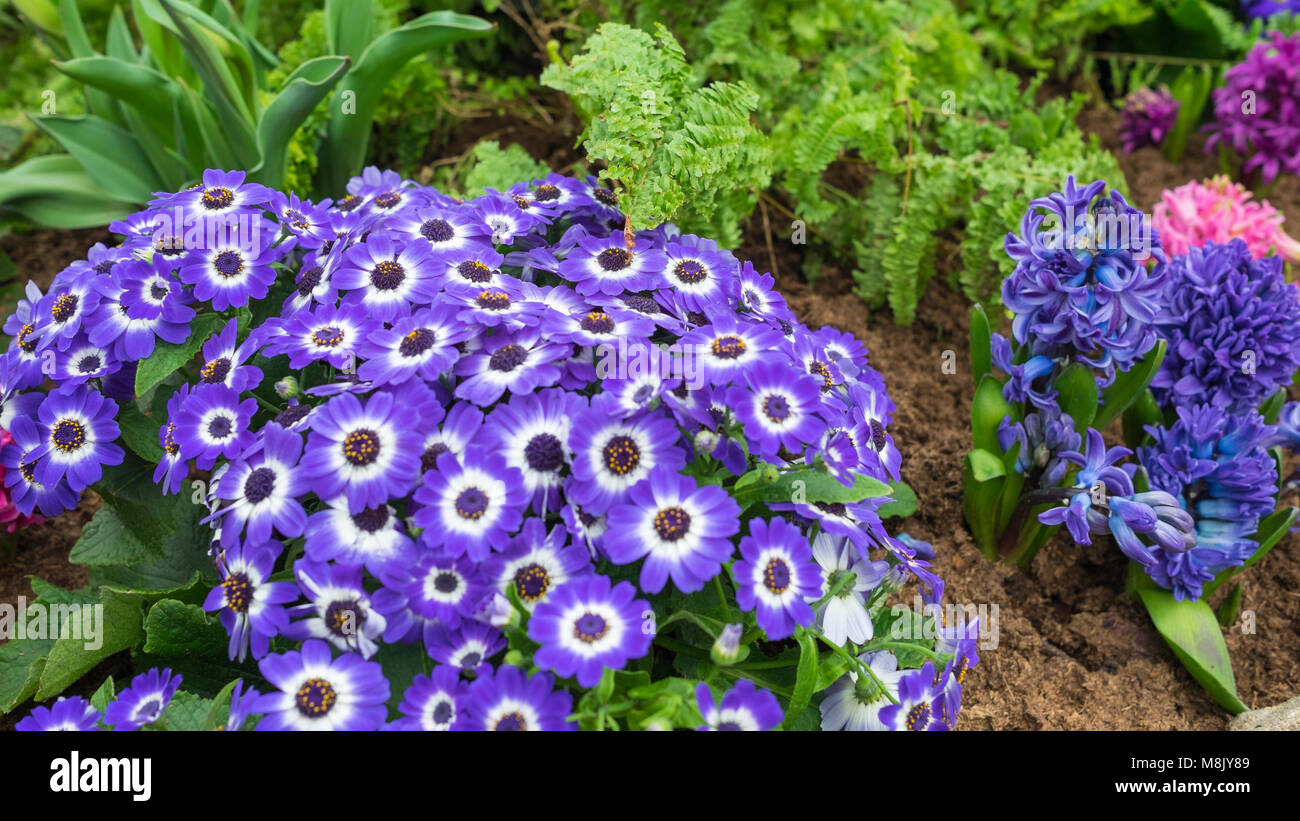 Fleurs dans les jardins du conservatoire Muttart, Edmonton, Alberta, Canada Banque D'Images