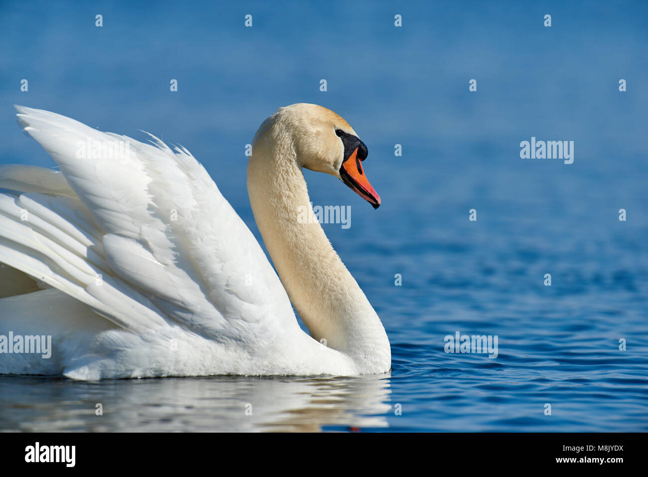 Cygne sur le lac bleu de l'eau journée ensoleillée, Swan sur l'étang Banque D'Images