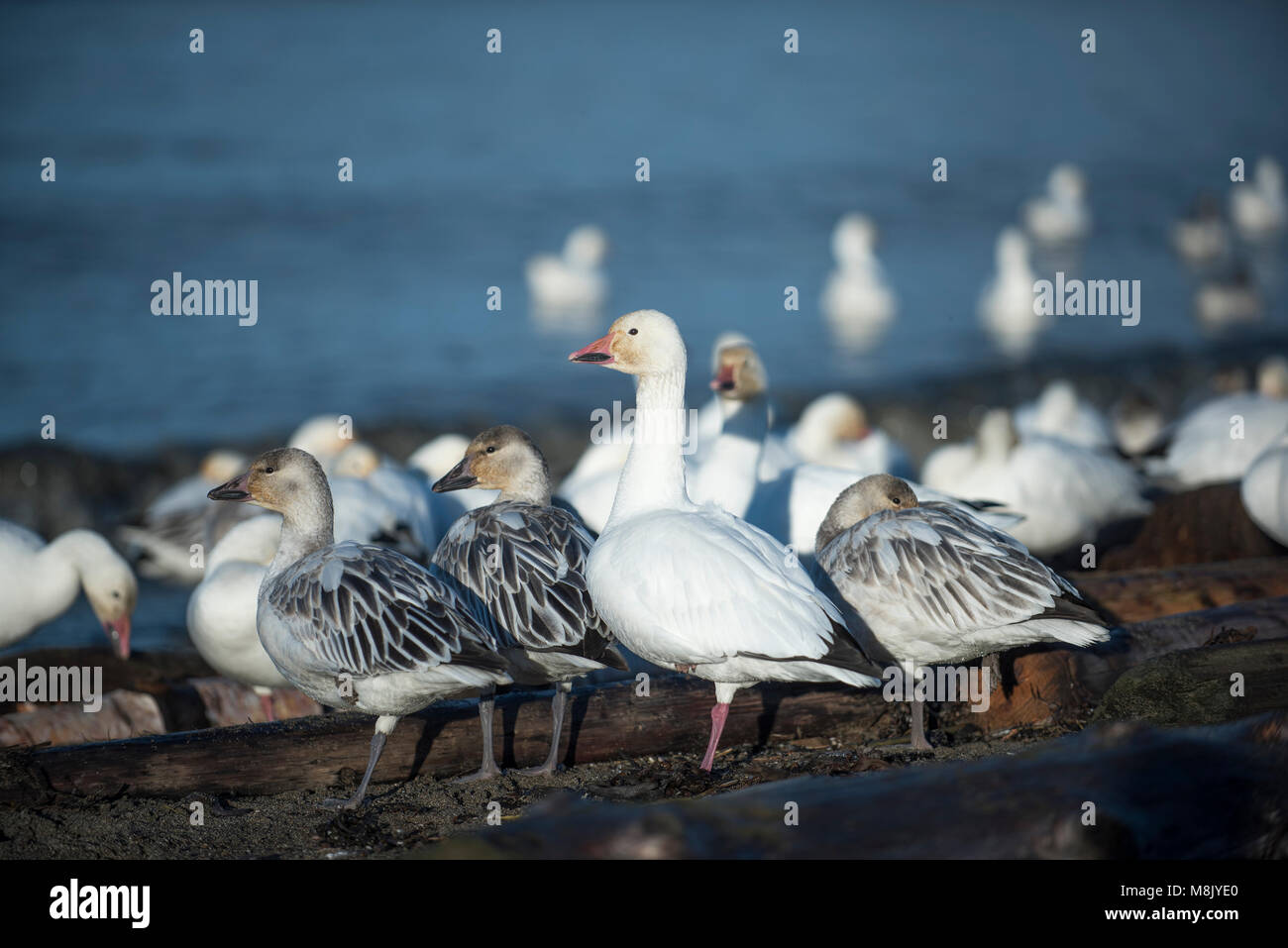 Grande bande d'oies des neiges assis sur le rivage. Banque D'Images