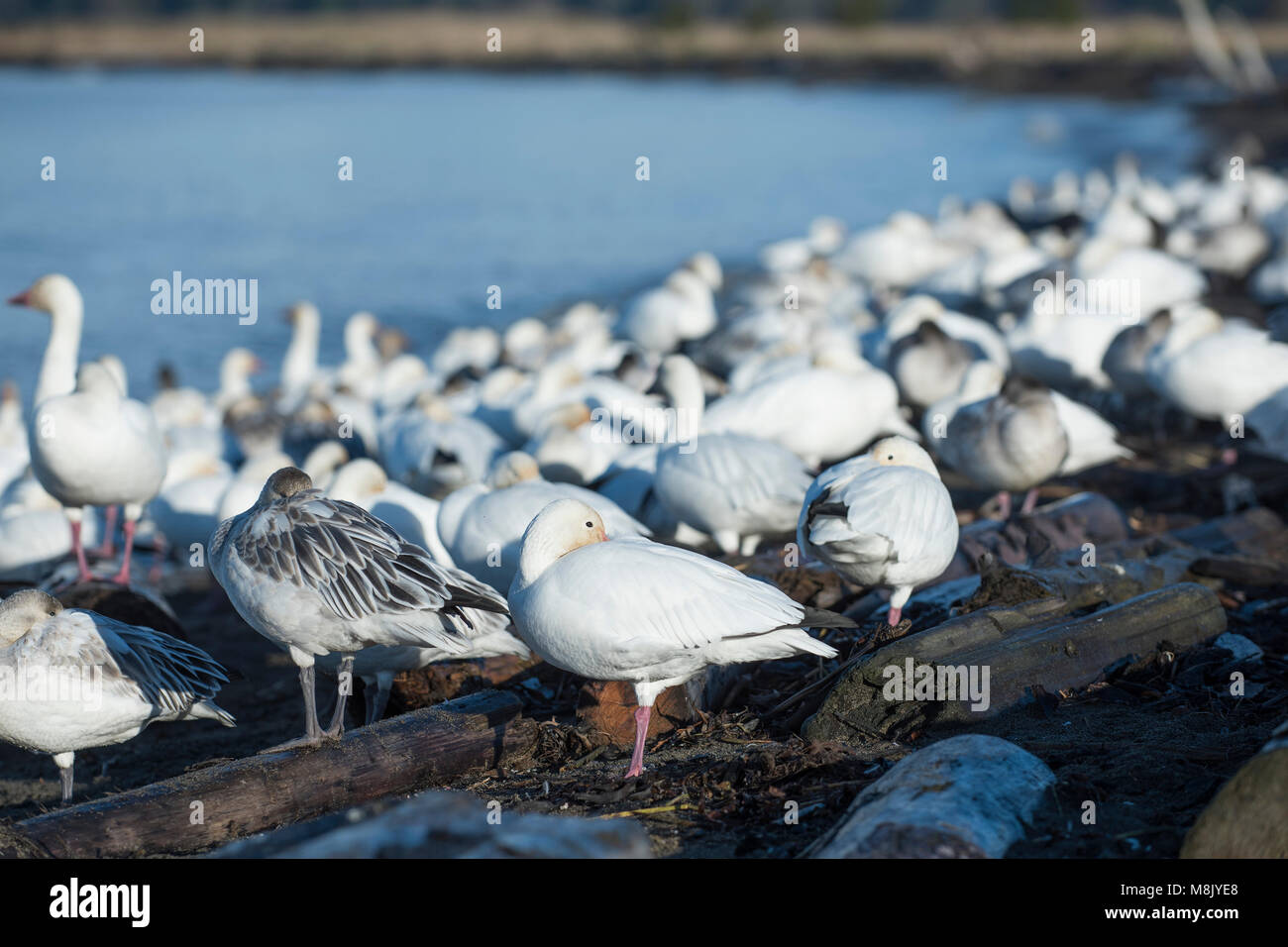Grande bande d'oies des neiges assis sur le rivage. Banque D'Images