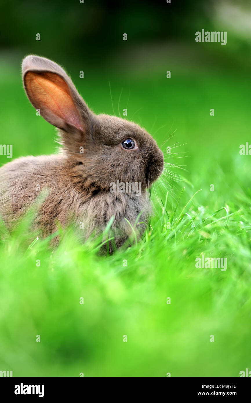 Petit lapin sur l'herbe verte en été 24 Banque D'Images