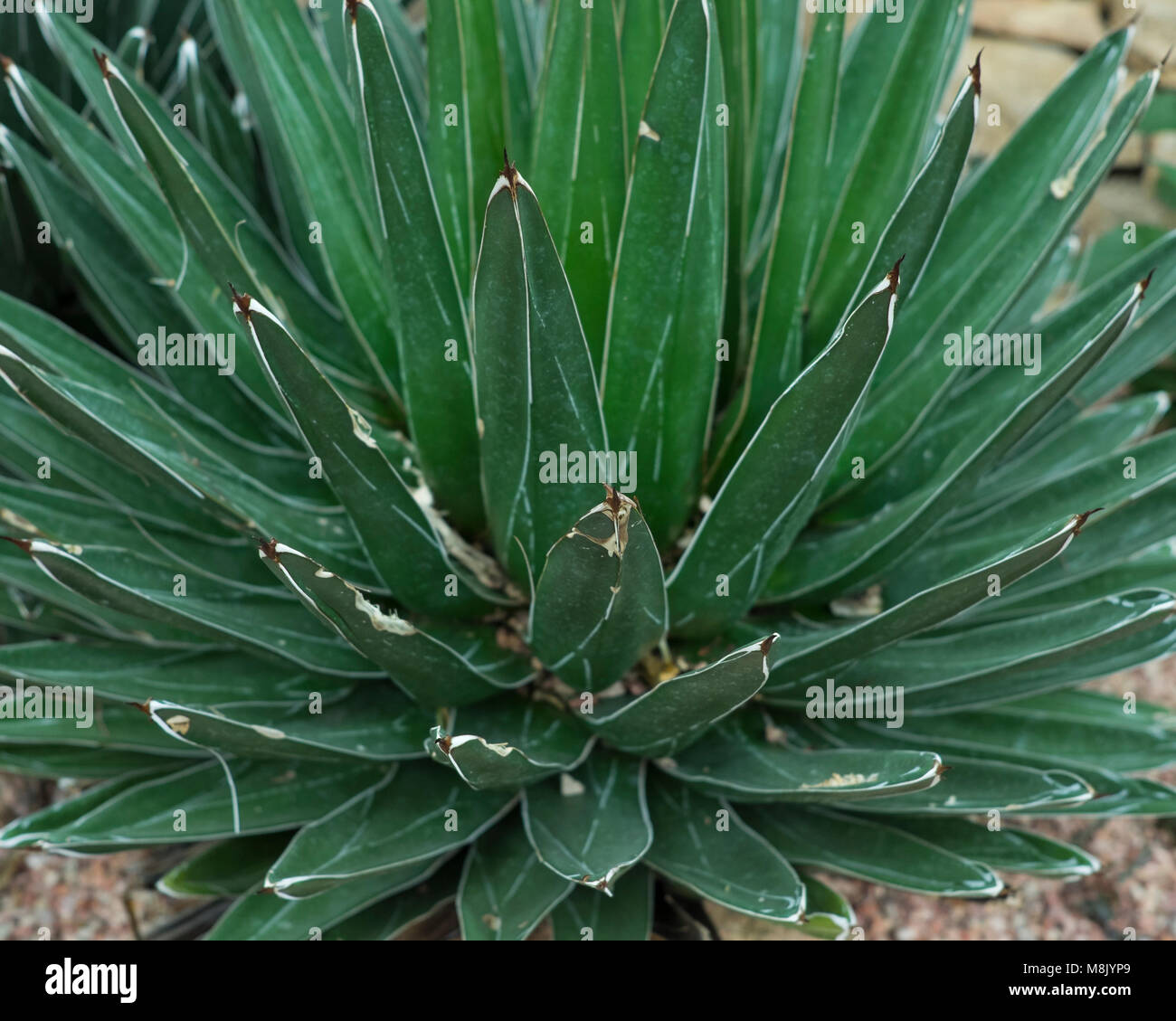 La Reine Victoria l'Agave (Agave Victoria-reginae) dans l'aménagement paysager du désert Banque D'Images