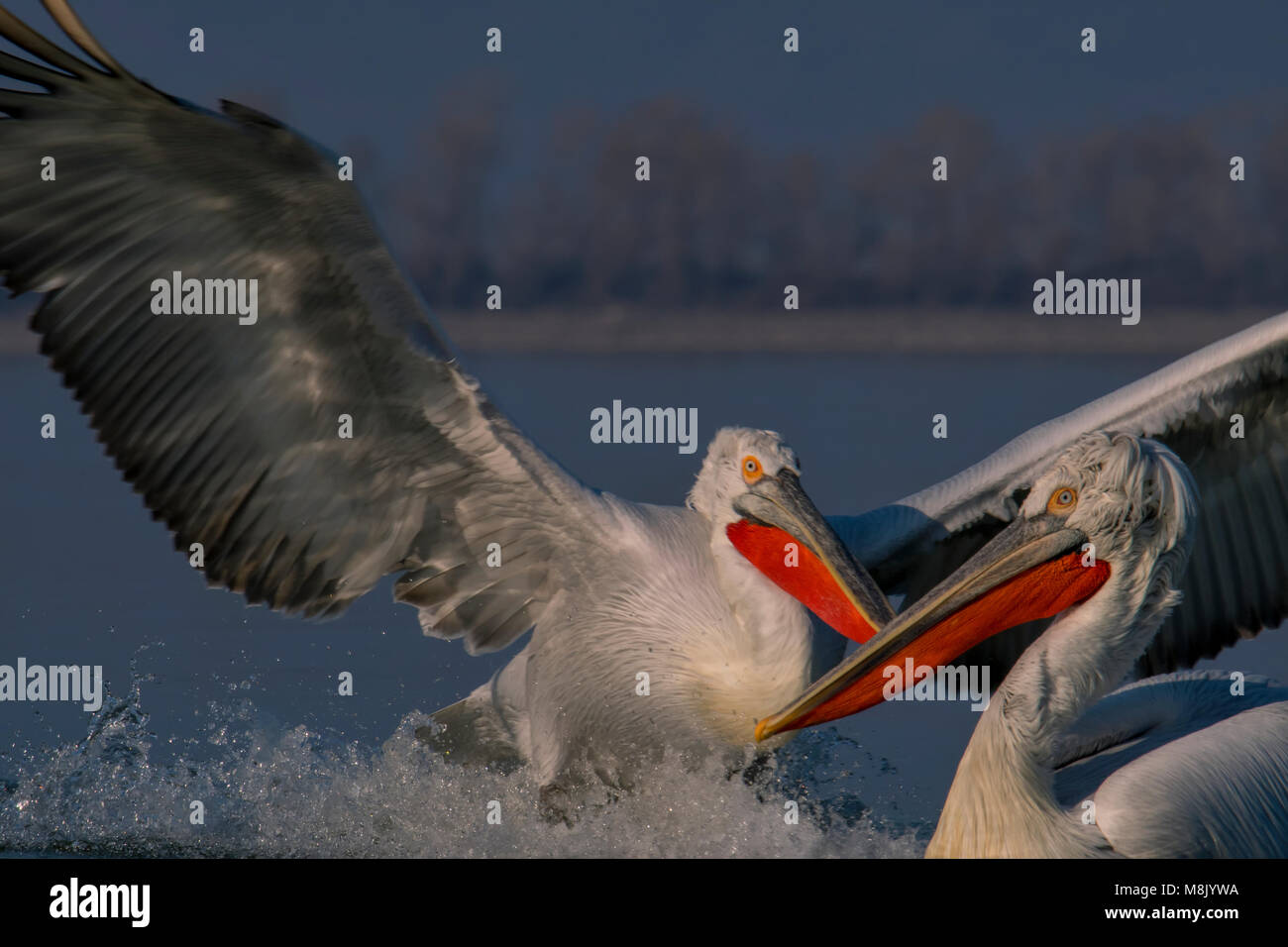 Pélican frisé, gros oiseau blanc Banque D'Images