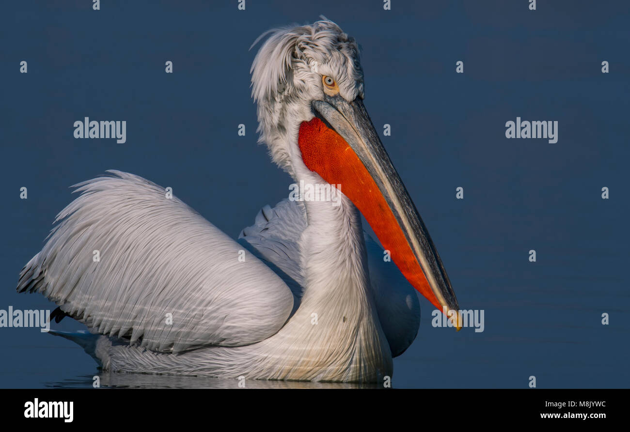 Pélican frisé, gros oiseau blanc Banque D'Images