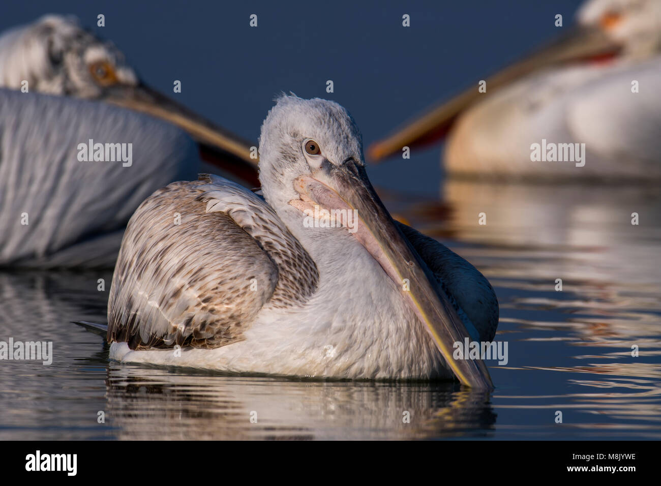 Pélican frisé, gros oiseau blanc Banque D'Images