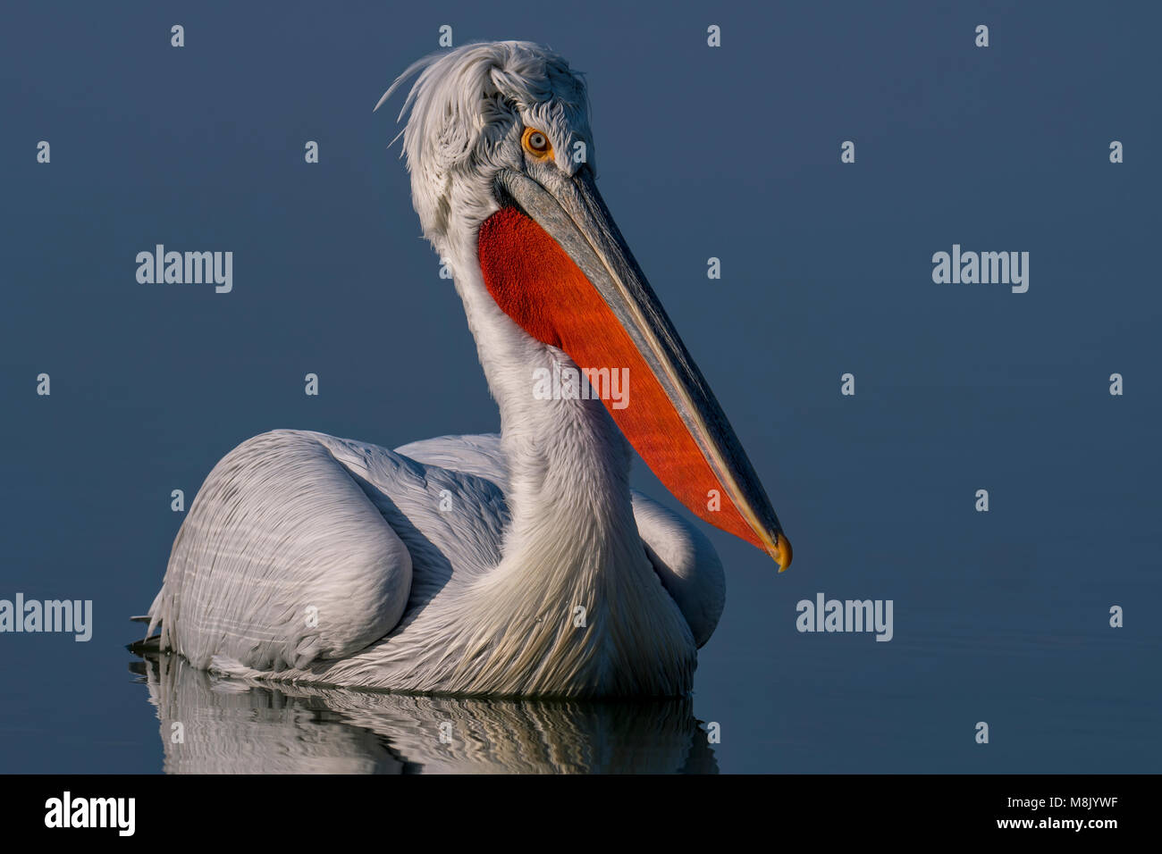 Pélican frisé, gros oiseau blanc Banque D'Images