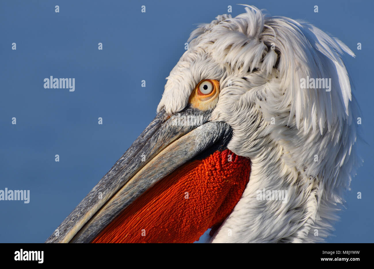 Pélican frisé, gros oiseau blanc Banque D'Images