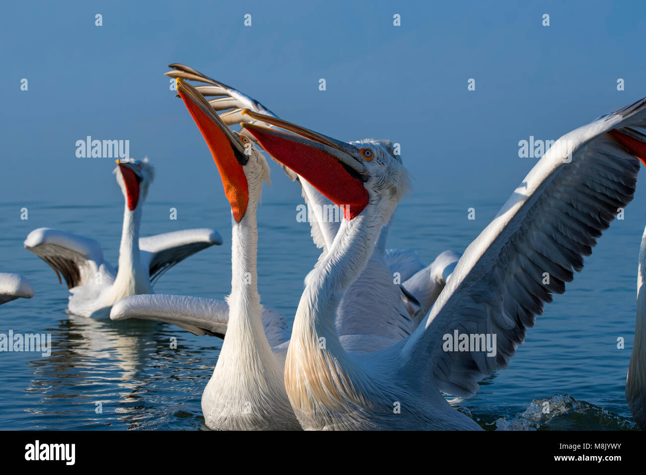 Pélican frisé, gros oiseau blanc Banque D'Images
