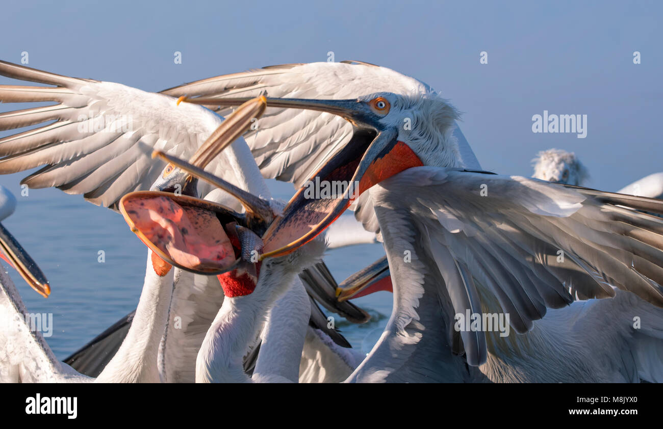Pélican frisé, gros oiseau blanc Banque D'Images