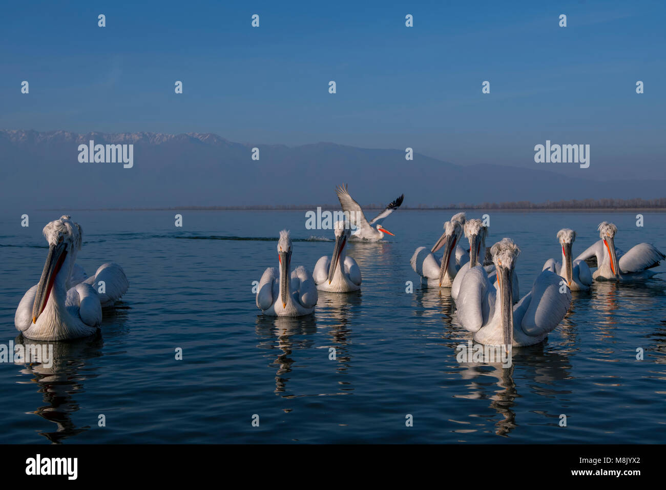Pélican frisé, gros oiseau blanc Banque D'Images