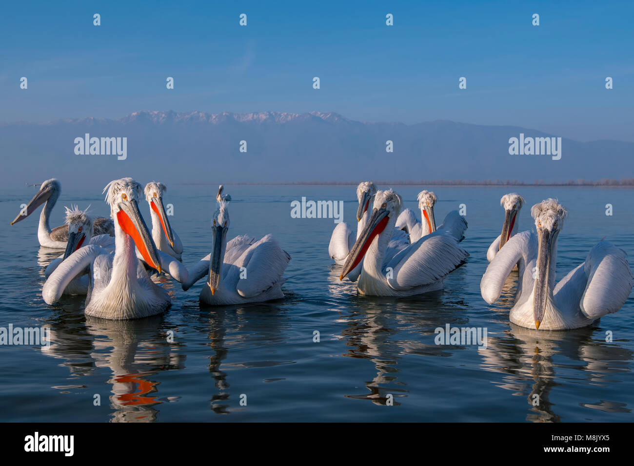 Pélican frisé, gros oiseau blanc Banque D'Images
