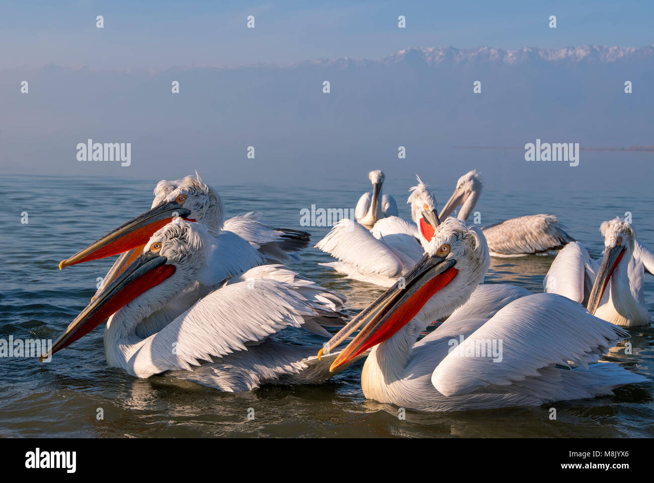 Pélican frisé, gros oiseau blanc Banque D'Images