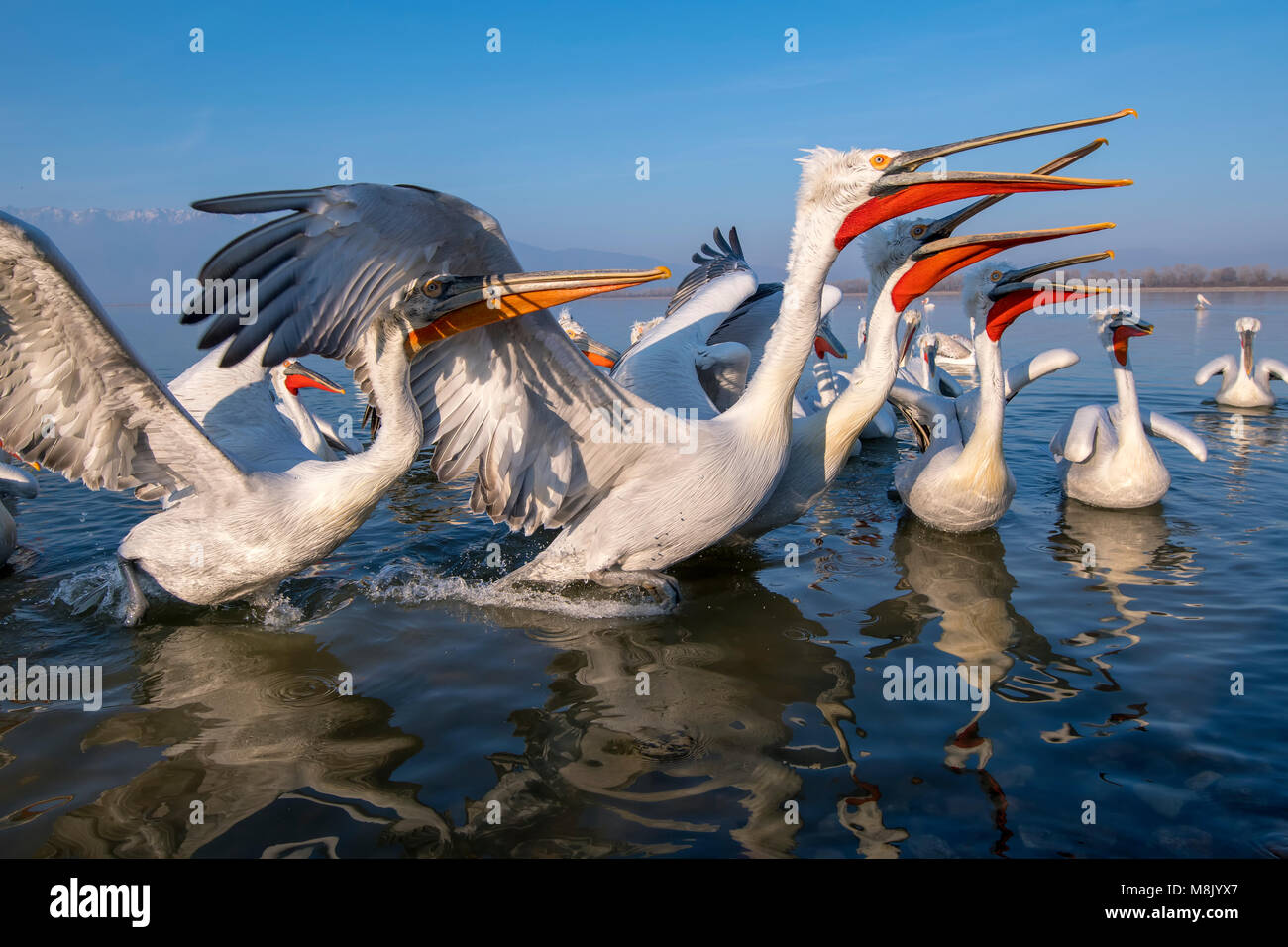 Pélican frisé, gros oiseau blanc Banque D'Images