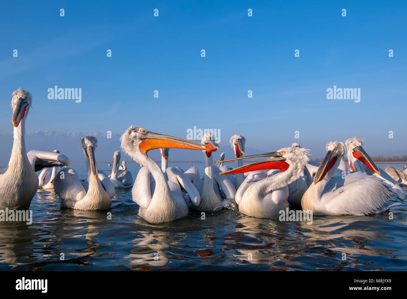 Pélican frisé, gros oiseau blanc Banque D'Images