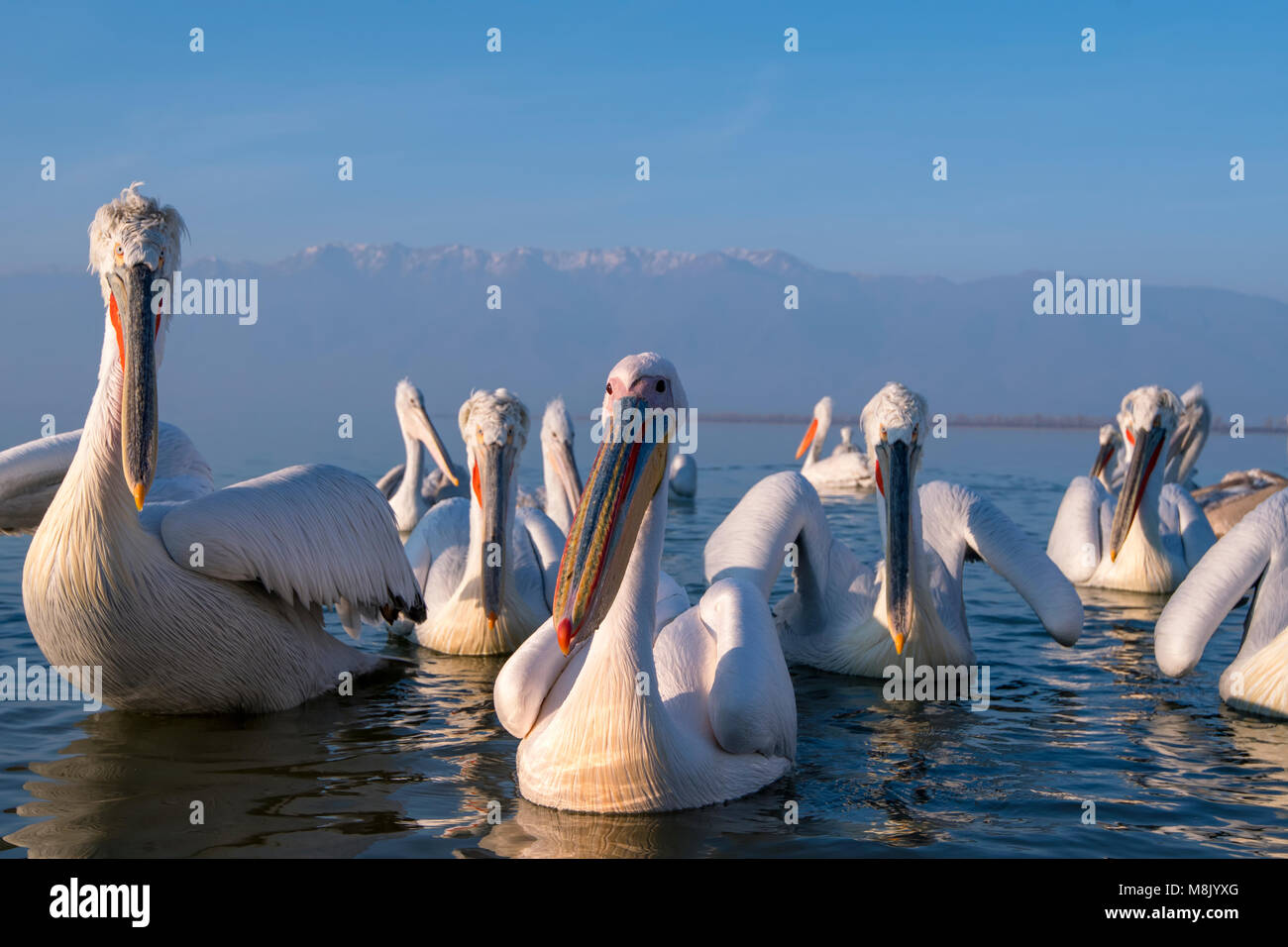 Pélican frisé, gros oiseau blanc Banque D'Images