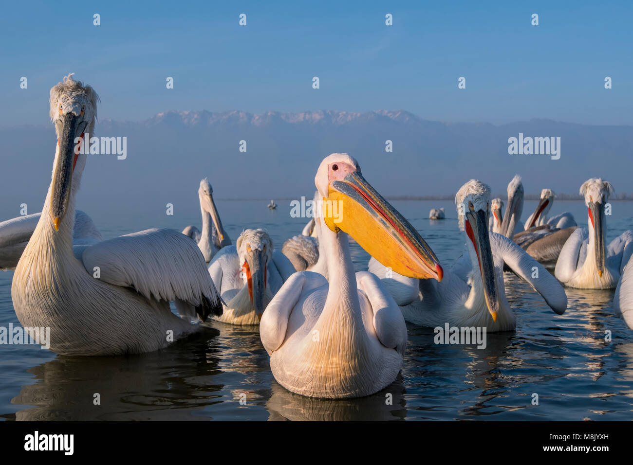 Pélican frisé, gros oiseau blanc Banque D'Images