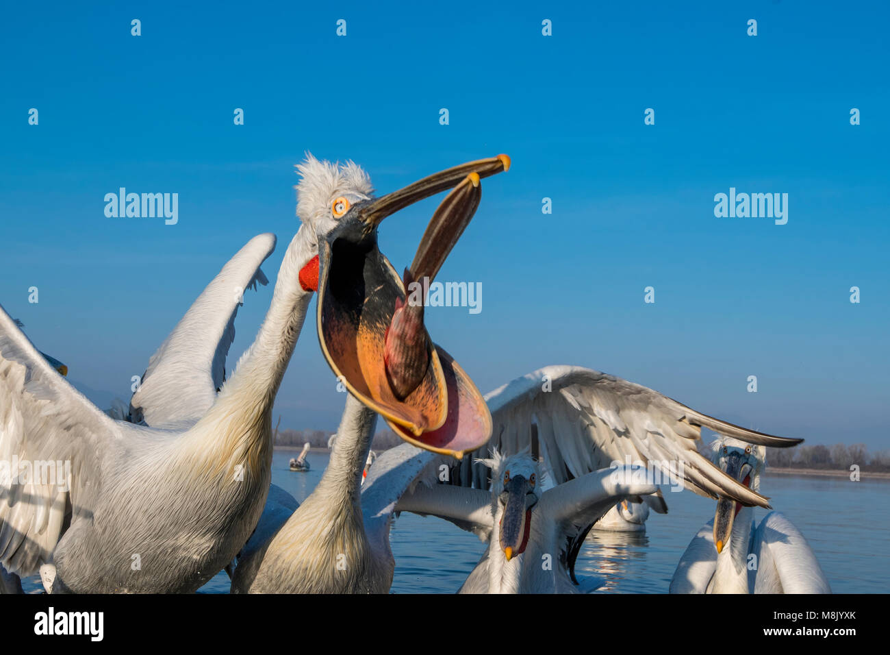 Pélican frisé, gros oiseau blanc Banque D'Images