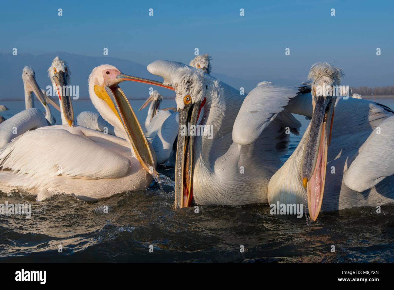 Pélican frisé, gros oiseau blanc Banque D'Images