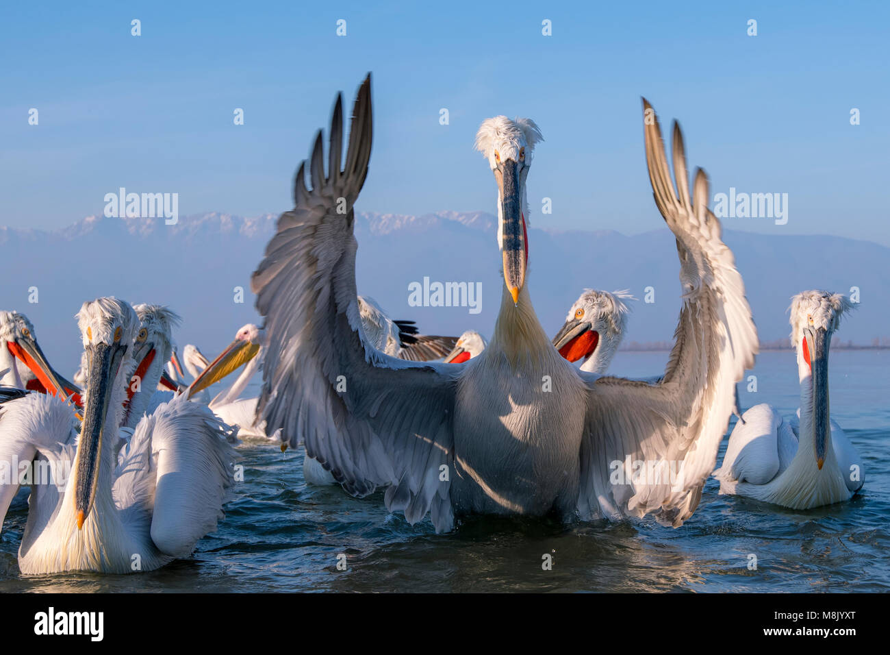 Pélican frisé, gros oiseau blanc Banque D'Images