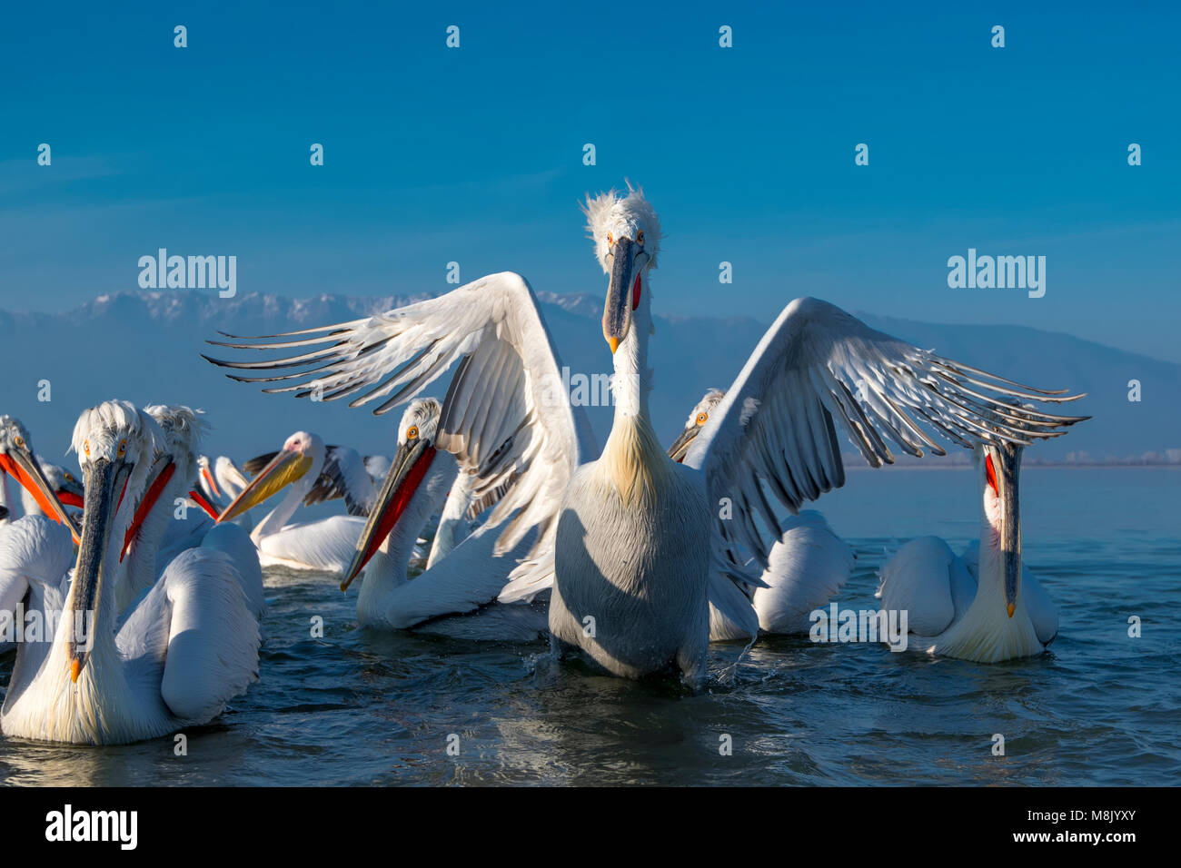 Pélican frisé, gros oiseau blanc Banque D'Images