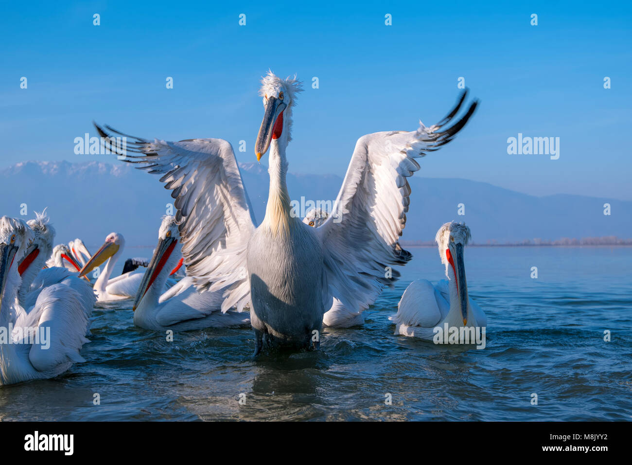 Pélican frisé, gros oiseau blanc Banque D'Images