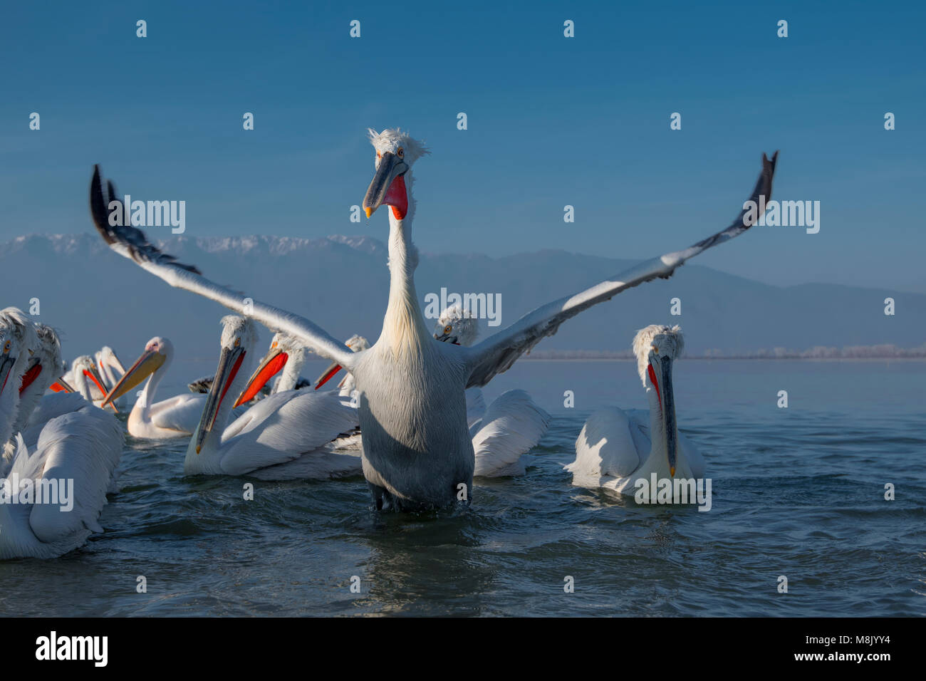 Pélican frisé, gros oiseau blanc Banque D'Images