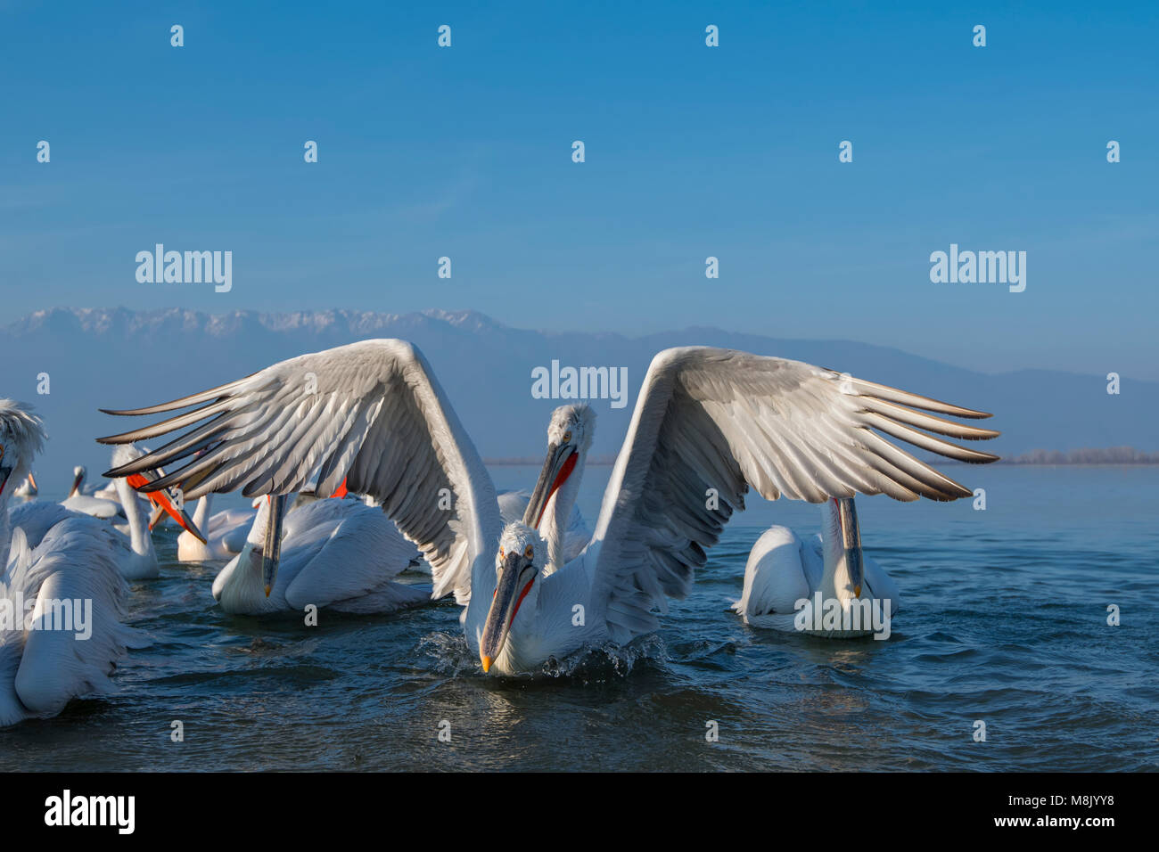 Pélican frisé, gros oiseau blanc Banque D'Images