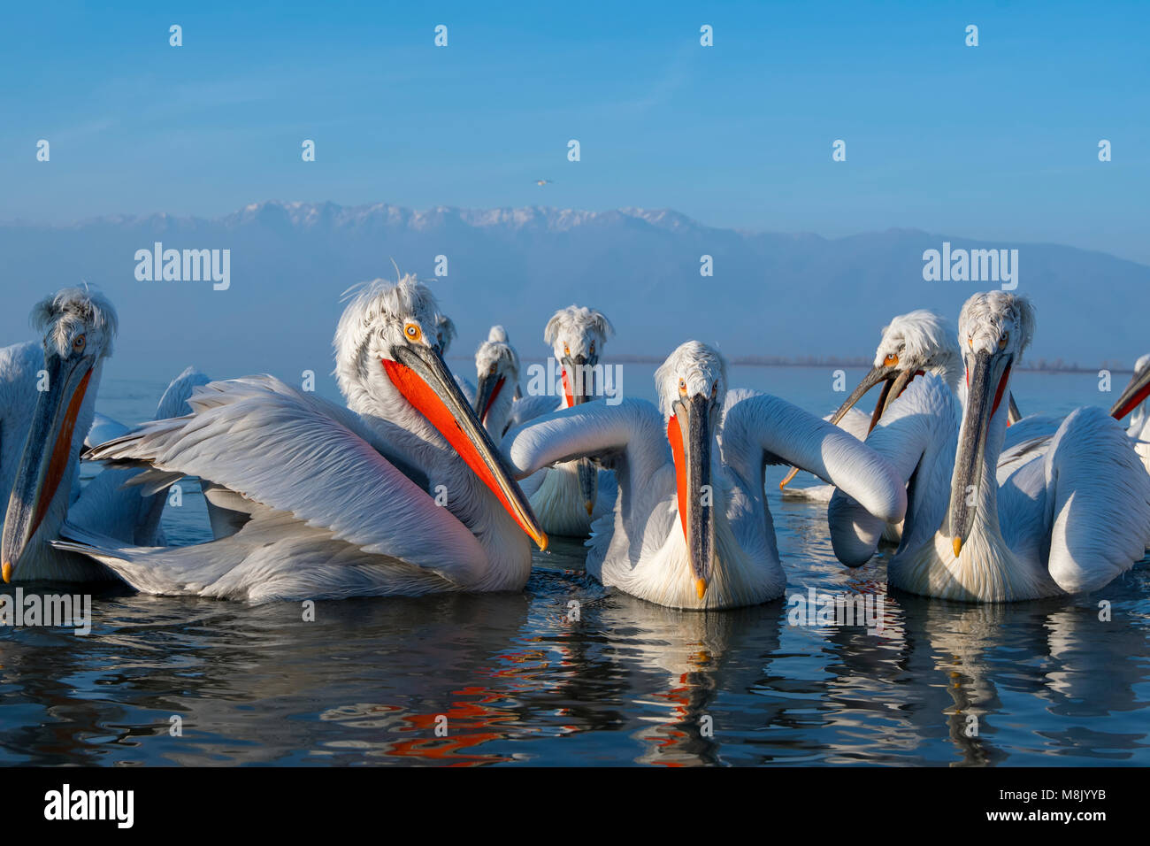 Pélican frisé, gros oiseau blanc Banque D'Images