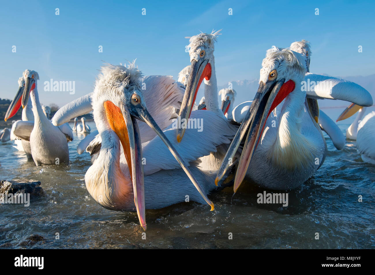 Pélican frisé, gros oiseau blanc Banque D'Images