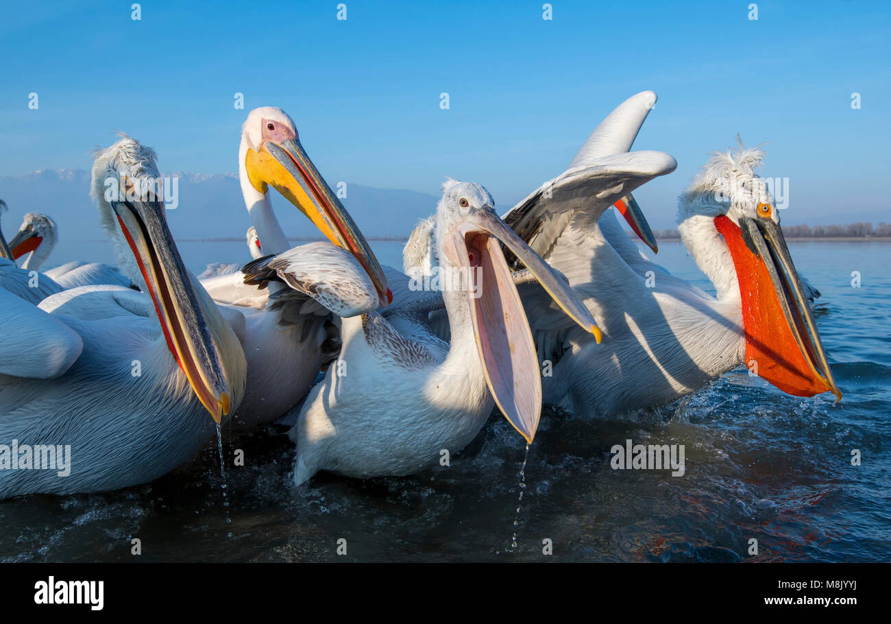 Pélican frisé, gros oiseau blanc Banque D'Images