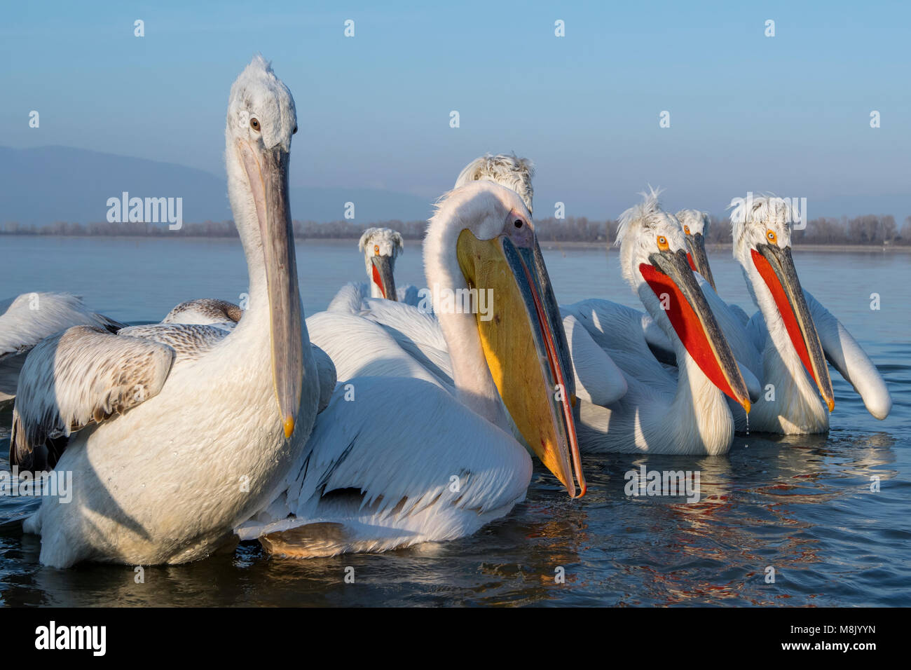 Pélican frisé, gros oiseau blanc Banque D'Images