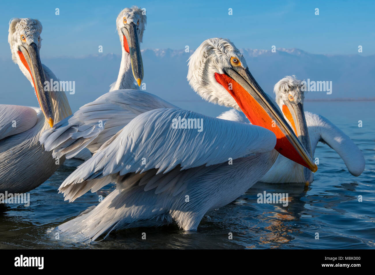 Pélican frisé, gros oiseau blanc Banque D'Images