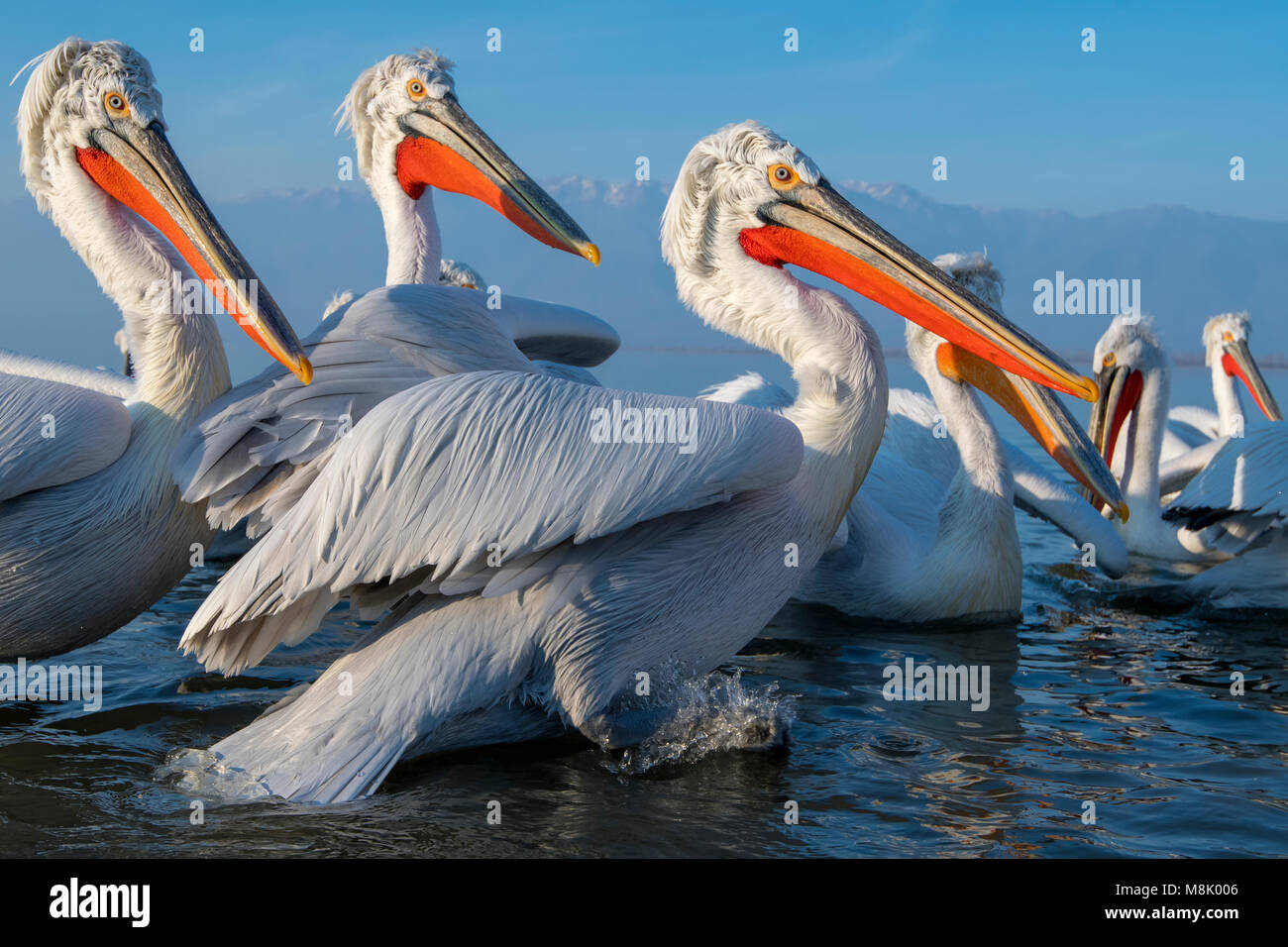 Pélican frisé, gros oiseau blanc Banque D'Images