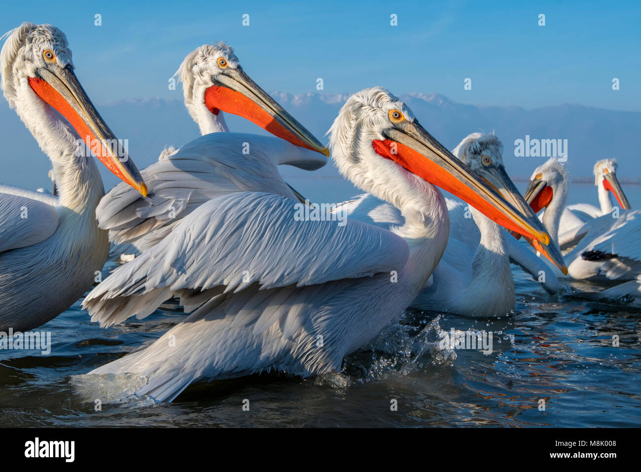 Pélican frisé, gros oiseau blanc Banque D'Images